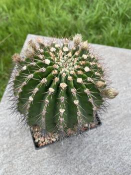 Acanthocalycium klimpelianum